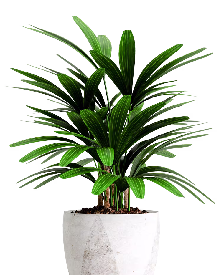 Plante en pot